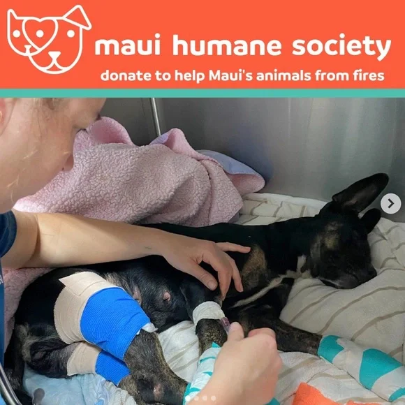 Lahaina 🐈🐴🐇🐾🐶🐎🦮🐾🐈‍⬛🐓🐰Rescued Lahaina Animals - Picture 3 of 14